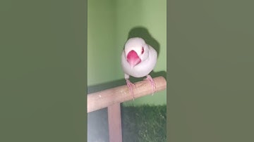 Java sparrow #shorts #birds #ytshorts #birdsinfovideos