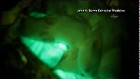 Jellyfish used to create glow in the dark bunnies.