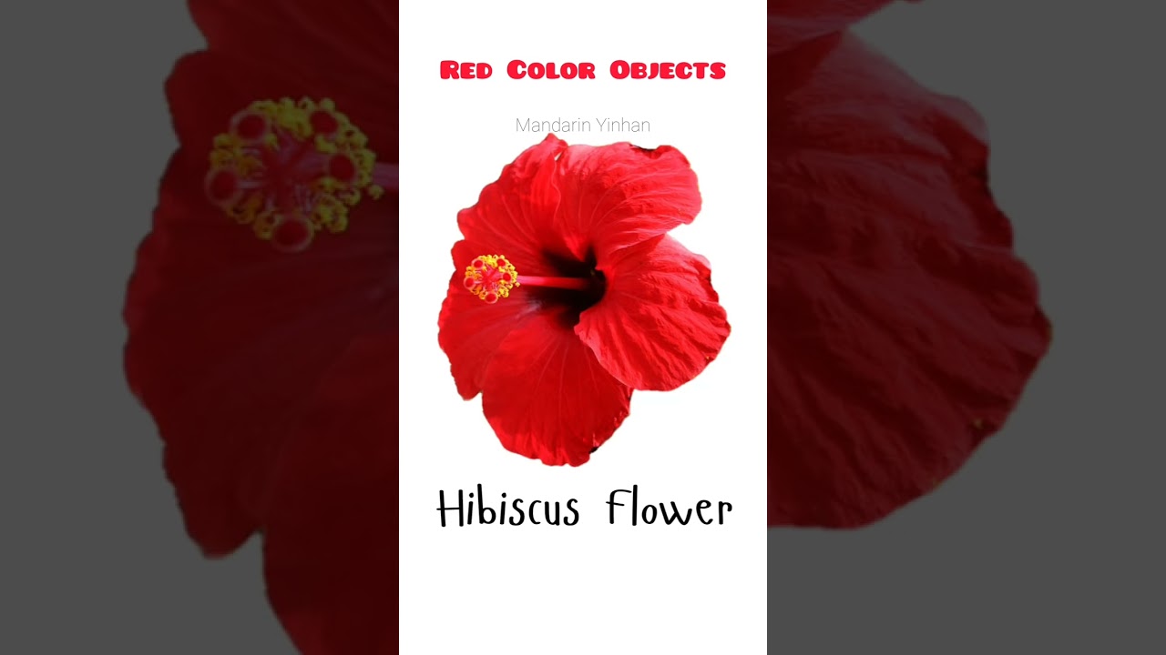 Red color objects | Contoh benda berwarna merah part 3 