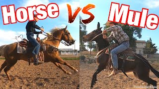 Horse vs Mule: Who is Faster? 100 Yard Race.