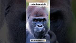 The Most Amazing Animals In The World