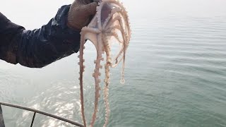 Download Lagu 小鬥又用廢棄的飲料瓶和海螺殼捉八爪魚，這次捉到這條真大【海邊小鬥】 MP3