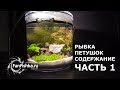 РЫБКА ПЕТУШОК - это видео рвет душу на лоскутки! ЧАСТЬ 1.