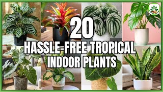 20 Best Easy-to-Care Tropical Indoor Plants | Indoor Tropical Houseplants | Plant and Planting