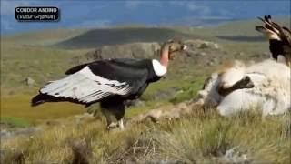 "EL CÓNDOR PASA" - LEO ROJAS - La Majestuosidad del vuelo del Cóndor. chords