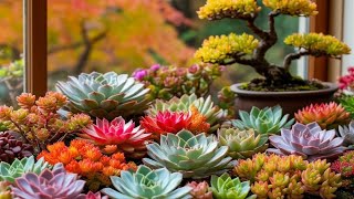 видео: Посадка новинок. Нюансы составления грунта для суккулентов.  картинка: Посадка новинок. Нюансы составления грунта для суккулентов.