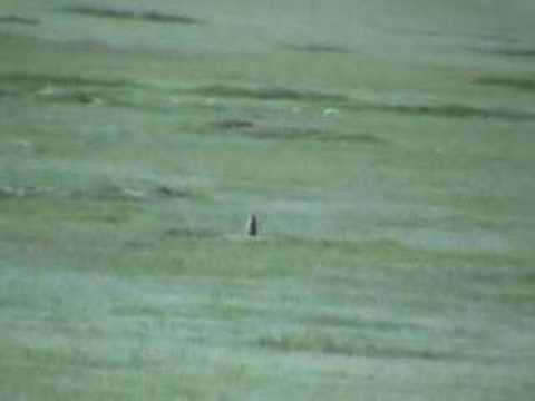 Prairie Dog Hunt