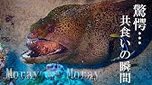 エビにエラを掃除されてむせるウツボ Youtube エビにエラを掃除されてむせるウツボ Youtube