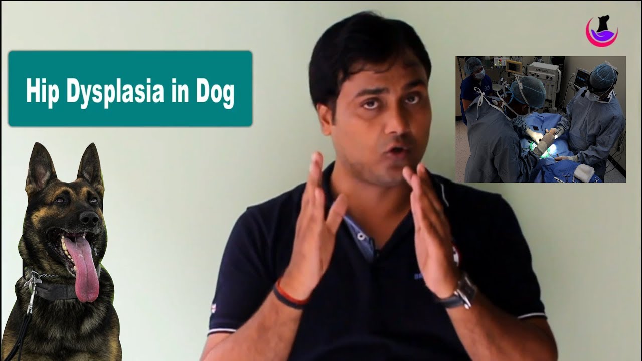 Hip Dysplasia in dogs Suggested Cure ( Hindi ) YouTube
