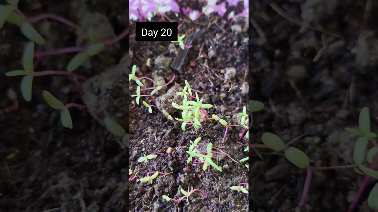 How to germinate Portulaca/9o' clock/moss rose seeds 