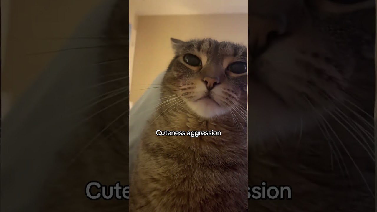 @greeneggsandveganham: Я не могу 