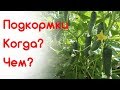 Когда, чем подкармливать? Внекорневая подкормка огурцов, помидоров