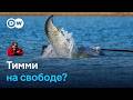 Кит Тимми спасен? Застрявшего у побережья горбатого кита погрузили на баржу и везут в открытое море