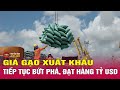 Giá gạo xuất khẩu tiếp tục bứt phá đạt hàng tỷ USD | Tin tức 24h mới nhất hôm nay | THVN