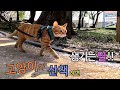 고양이는 산책하면 안된다고 ? 왜요???  -  Can&#39;t cats go for a walk?  (랭이 개인기)