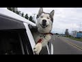 Husky is silliest creature on earth  funny dog