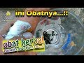 Cara Mengobati Snot Pada Lovebird