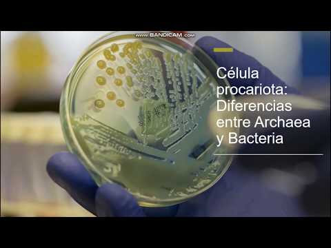 Vídeo: Diferencia Entre Eubacterias Y Arqueobacterias