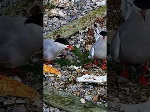 ❤️ Amor a flor de pluma