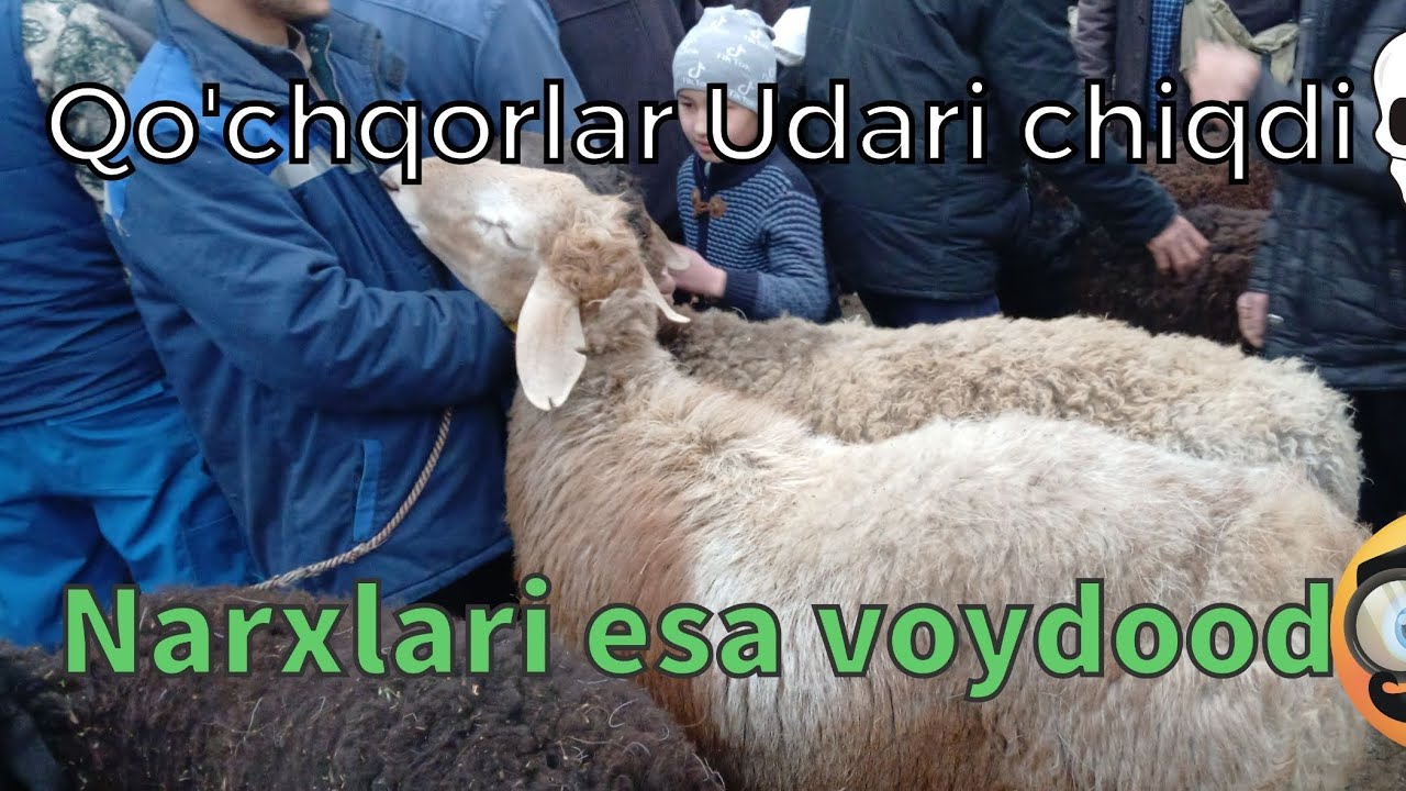 To'ylarga atalga Qo'chqorlar ko'rilar manfatli ☺☺☺☺☺