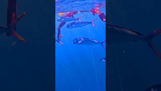 Line Diving with Mahi Mahi! #spearfishing #freediving #gopro #underwater #dive #hawaii #mahimahi