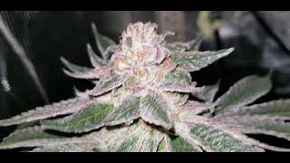 Last Grow Video Of 2024 🎆