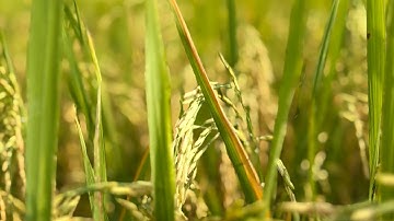 Cần bán 7500m2 đất giá 110tr 1 công đất huyện mộc hóa tỉnh Long An