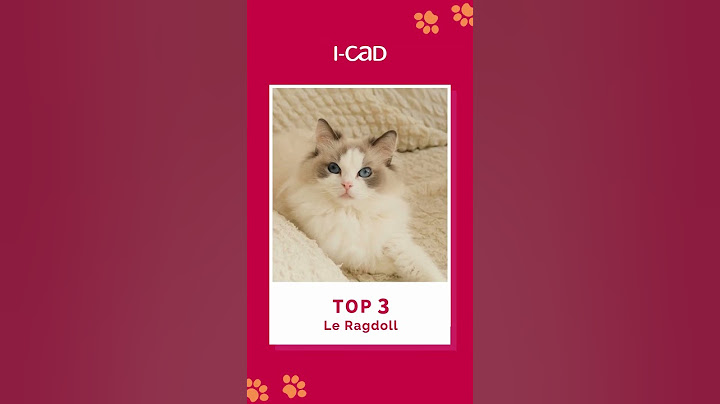 C'est la race de chats préférée des Français en 2022 🐱