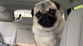 When a Pug talks to you, you better listen!