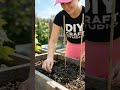 How to Grow Tons of Pole Beans in a Raised Bed | Seed to Harvest Guide 🌿 @DIYCraftStudio2 #DIY