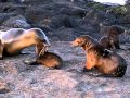 Mom Sea Lion Comes Back From Swimming to Check on Her Pup