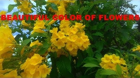 [SẮC MÀU CỦA HOA - Enjoying beautiful color of flowers] saigon- mekong life