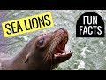 California Sea Lions: crazy facts you NEVER knew!