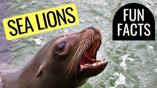 This video gives you some fun facts about california sea lions. the
lion is an adorable marine mammal (more specifically, pinnipeds) that
...