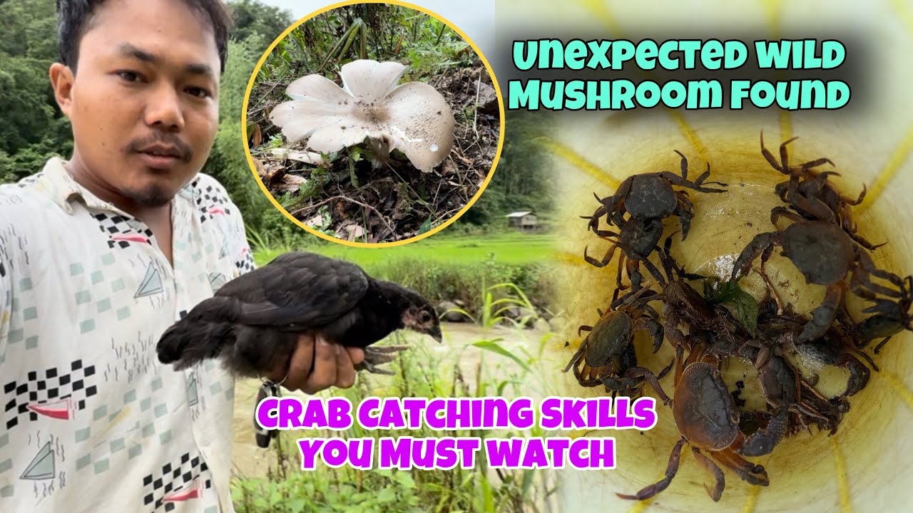 Crab Catching Skills You Must Watch || Found Wild Mushrooms