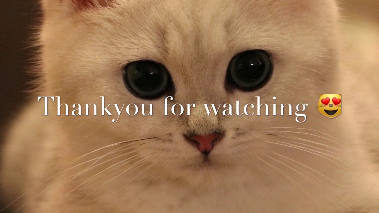 Smoke’s 1st day home, British Shorthair Kitten!