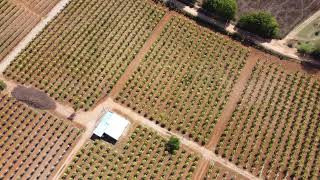 Drone View of a Dragon Fruit Farm - 4K