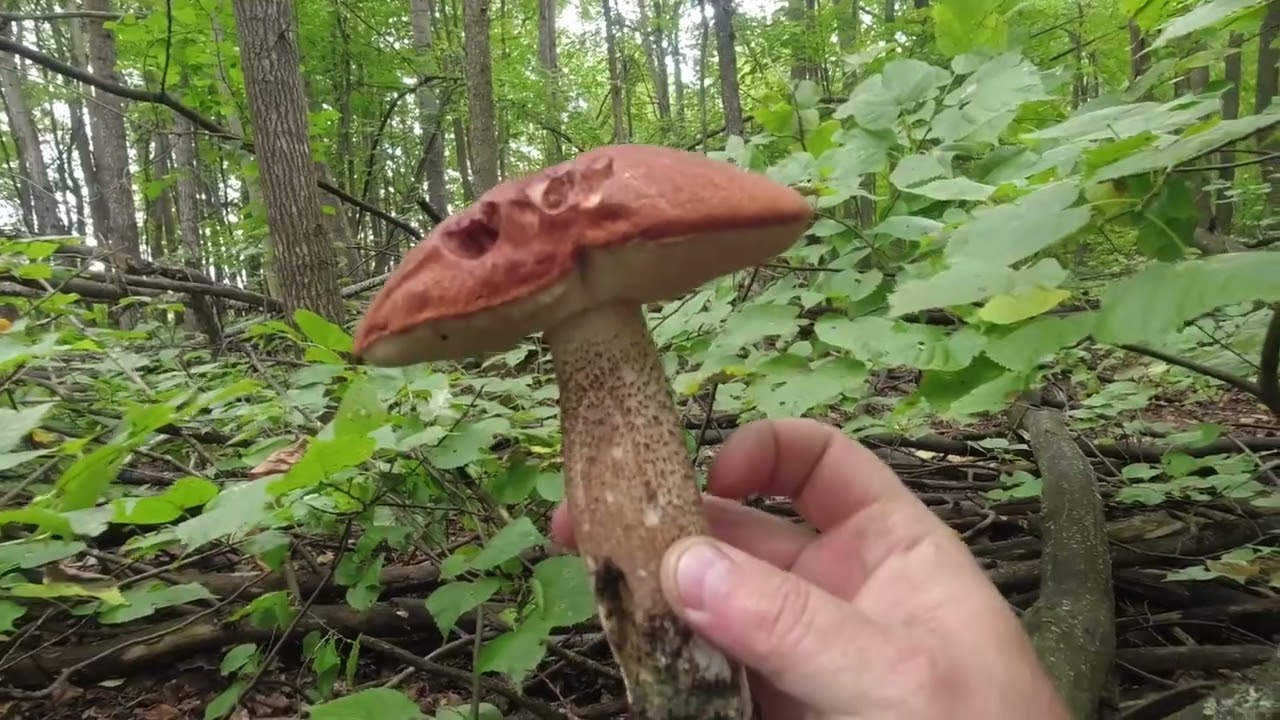 За подосиновиками в 6 раз на одно место.