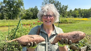 Wow !look at this sweet potato harvest| My daughter, the beekeeper, acts as videographer