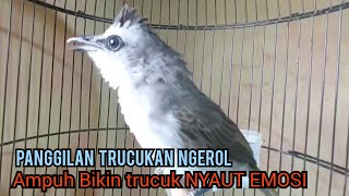 Trucukan Gacor ngeroL Memanggil Lawan ini 100 % berhasil utk Pancingan Trucukan Agar bunyi GACOR