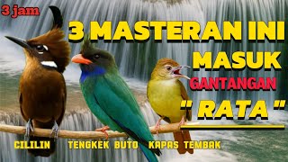 MASTERAN CILILIN VS KAPAS TEMBAK VS TENGKEK BUTO SUARA JERNIH DURASI PANJANG 
