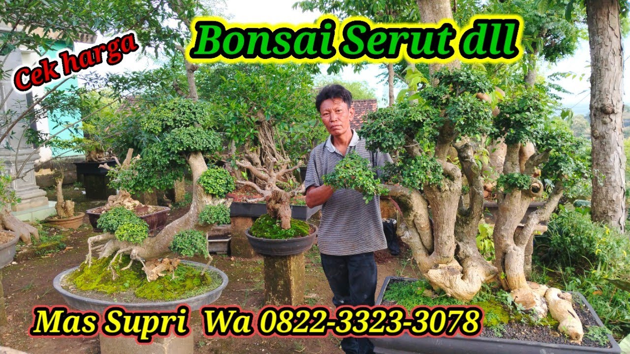 Cek harga bonsai Serut, sancang, kimeng dll koleksi Mas Supri WA 0822-3323-3078