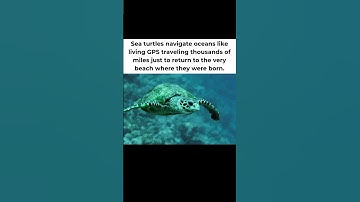 The Ocean’s GPS: Sea Turtles’ Incredible Journey