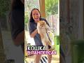 И в Голландии коты любят коробки))) #видеосживотными #видеопрокошек #кошкивидео #котикимоякотомания