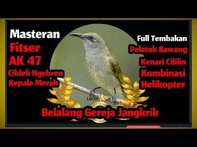 Masteran Burung Cucak Kombok Full tembakan spesial lomba class=