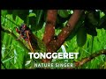 IT'S RARE TO SING TINGGERETS LIKE AN ORCHESTRA! | The sound of insects singing in the countryside