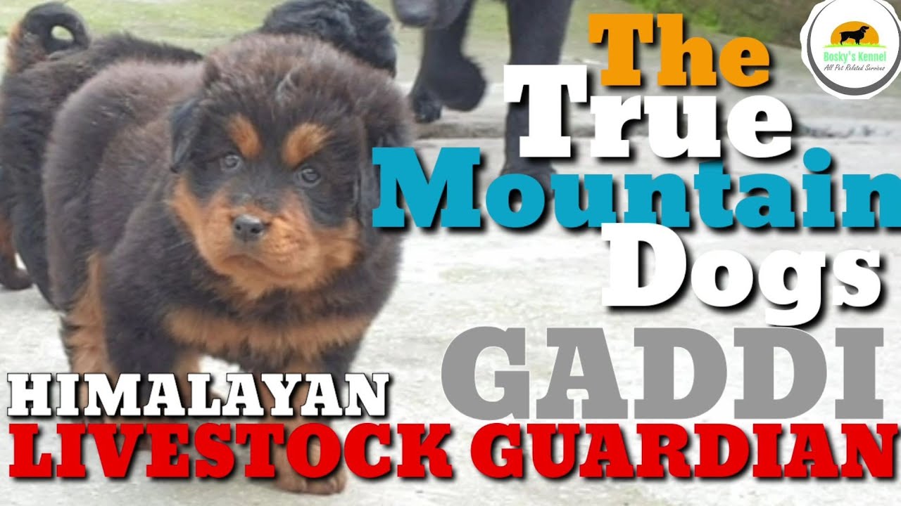 indian panther hound