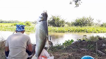 Câu cá sông thiên nhiên ngày thứ 2 tìm thác lác cườm, dính luôn cá rô phi, mè vinh, rô đồng Câu tay