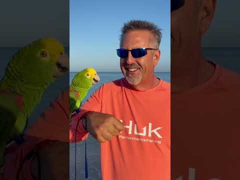 Video: Ako je vták plaz?
