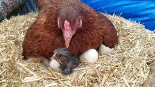 Organic chicks hatch from hen || M jamil